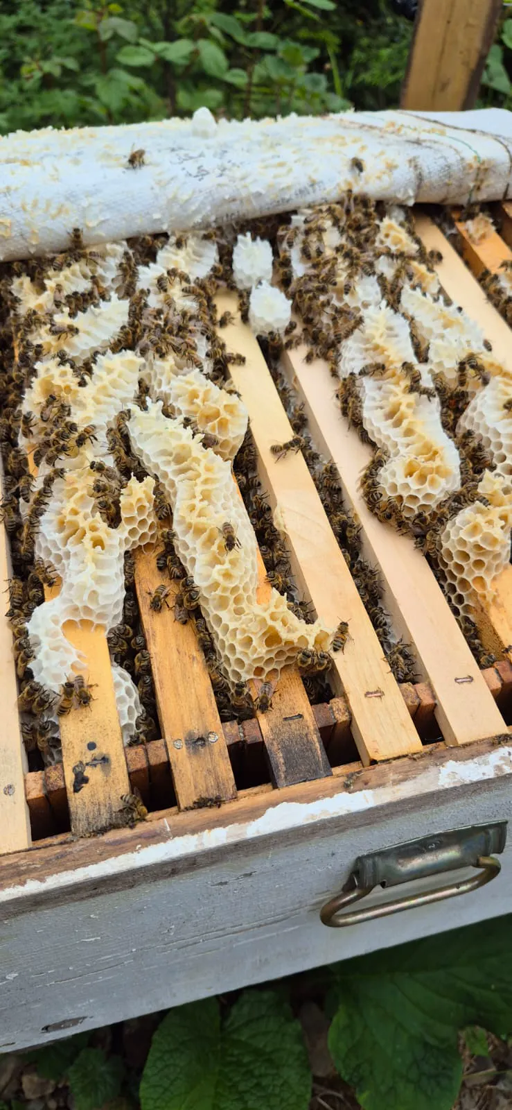 Bee hive and honey production